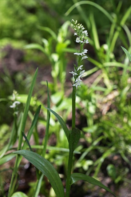 Platanthera dilatata