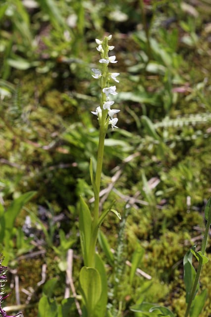 Platanthera dilatata