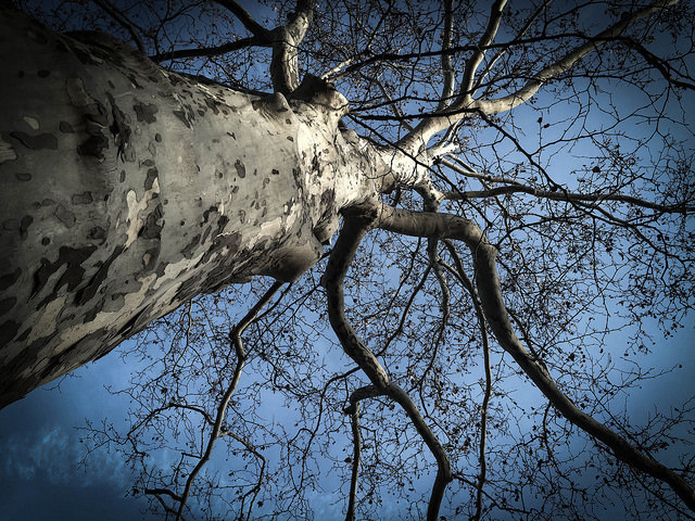 Platanus occidentalis