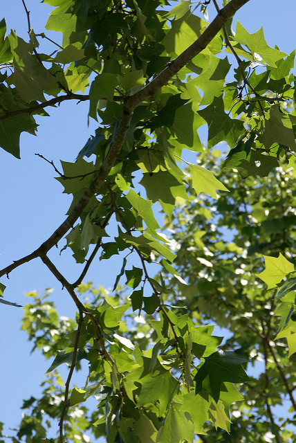 Platanus occidentalis