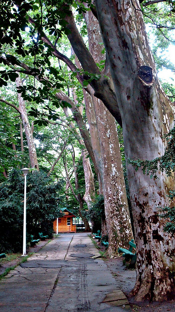 Platanus occidentalis
