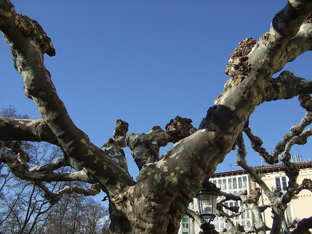 Platanus orientalis