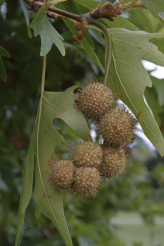 Platanus orientalis
