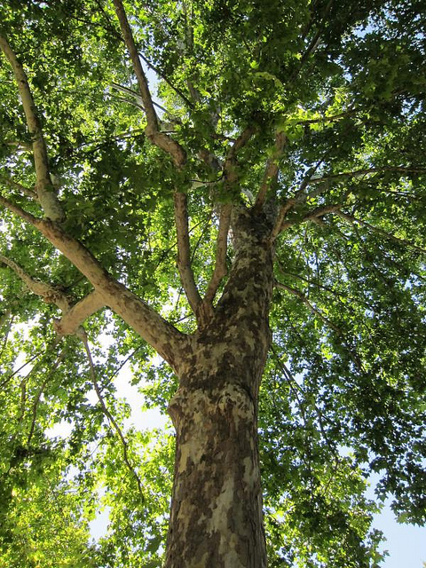 Platanus orientalis
