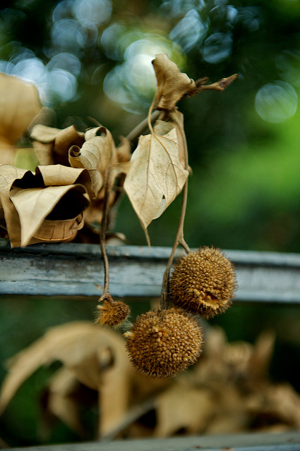 Platanus orientalis