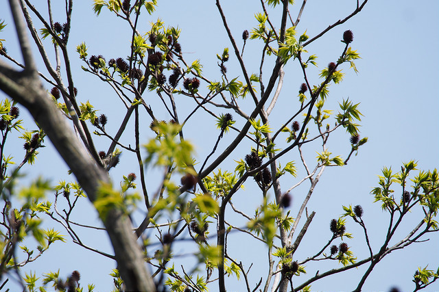Platycarya strobilacea