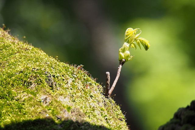 Platycarya strobilacea