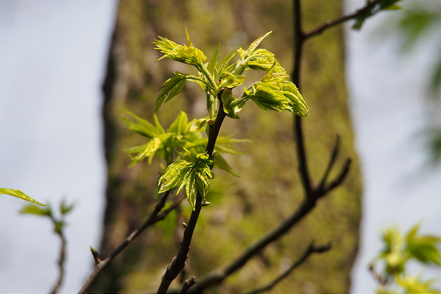Platycarya strobilacea