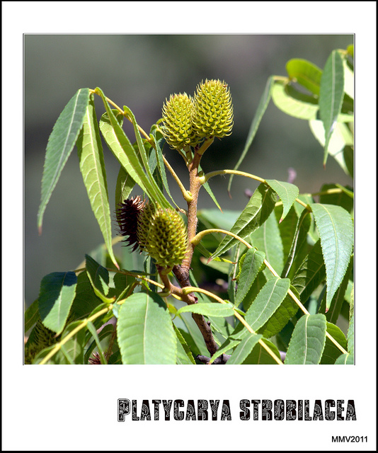 Platycarya strobilacea