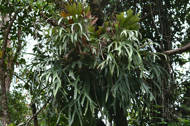 Platycerium