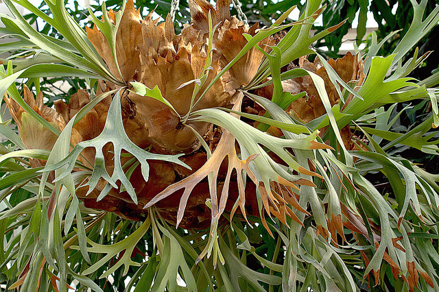 Platycerium