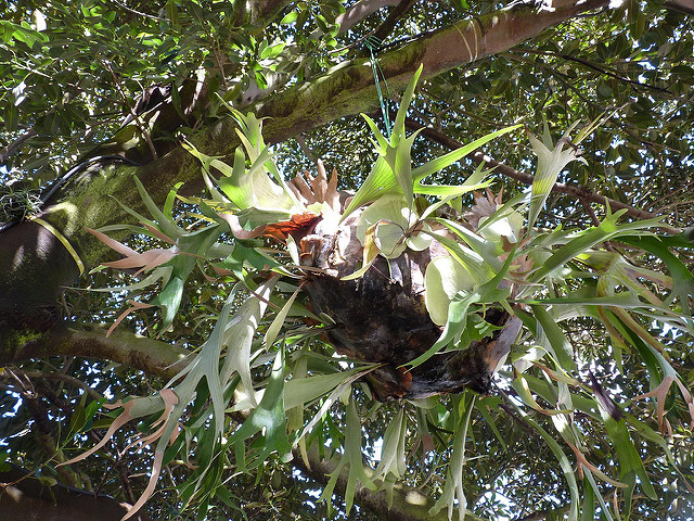 Platycerium