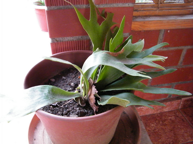 Platycerium (Platycerium bifurcatum)