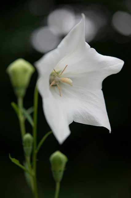 Platycodon