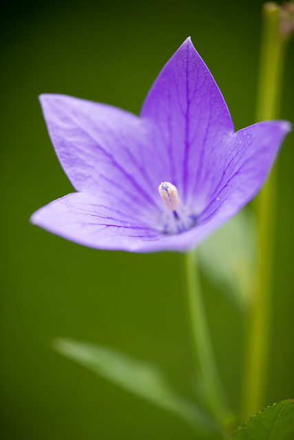 Platycodon
