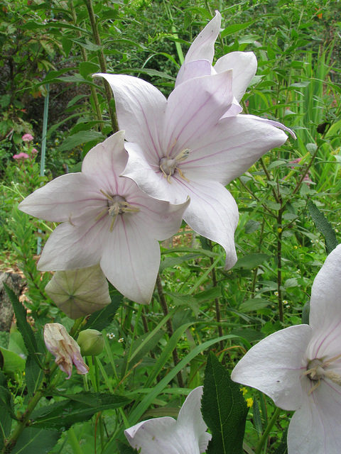Platycodon