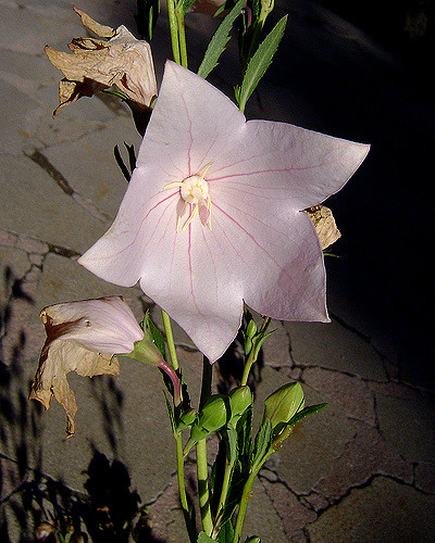 Platycodon