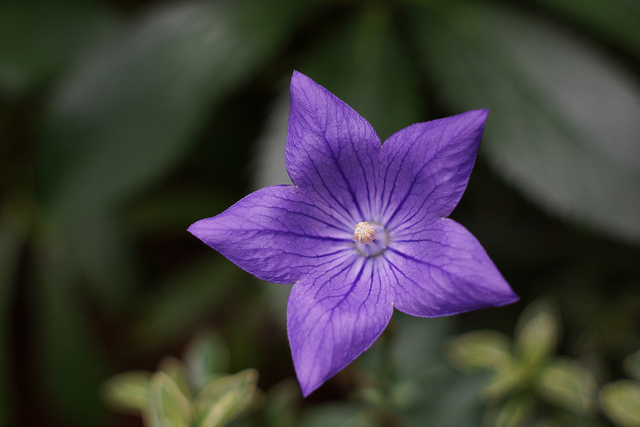 Platycodon (Platycodon grandiflorus)