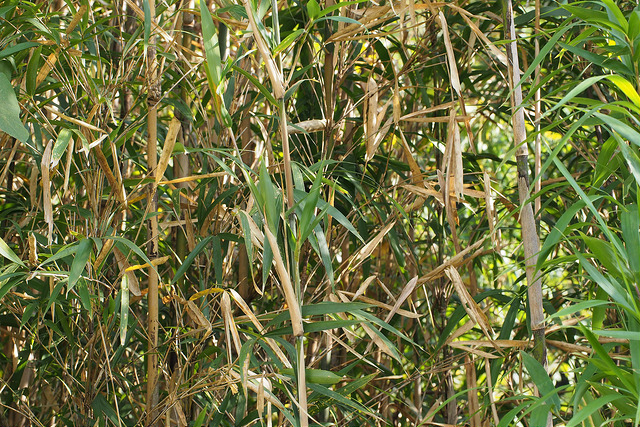 Pleioblastus simonii