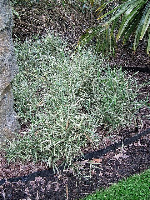 Pleioblastus variegatus