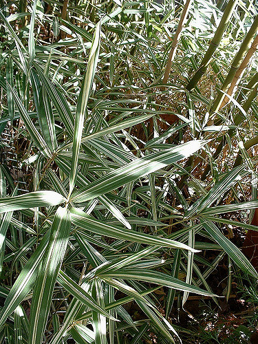 Pleioblastus variegatus