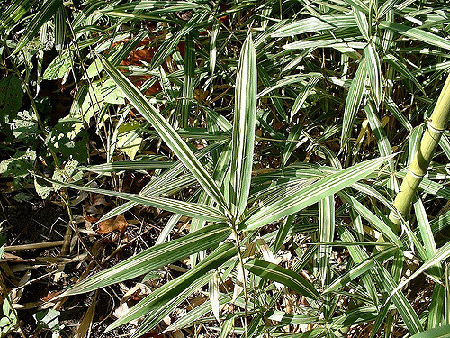 Pleioblastus variegatus