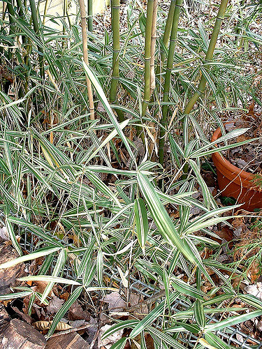 Pleioblastus variegatus