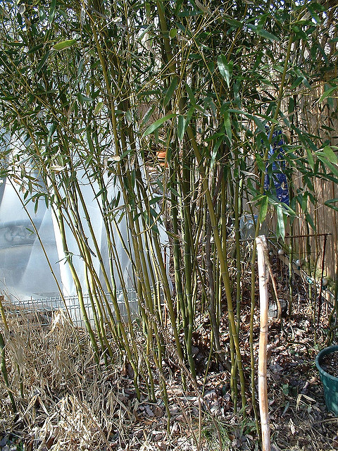 Pleioblastus variegatus