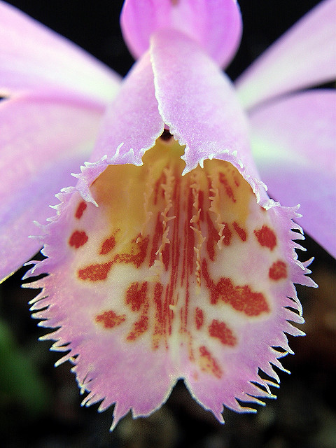 Orchidée de formose