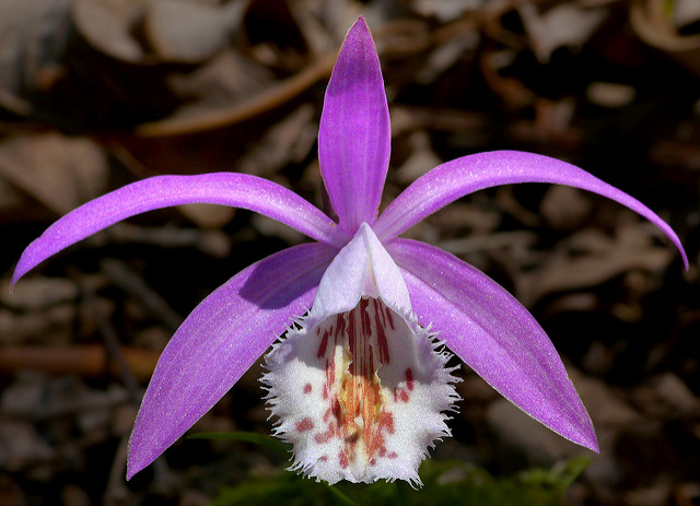 Orchidée de formose