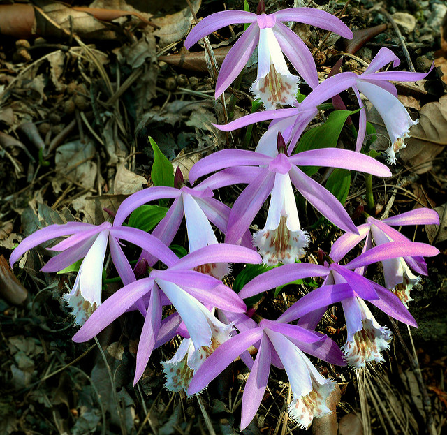Orchidée de formose