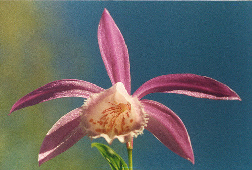 Orchidée de formose