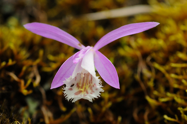 Orchidée de formose
