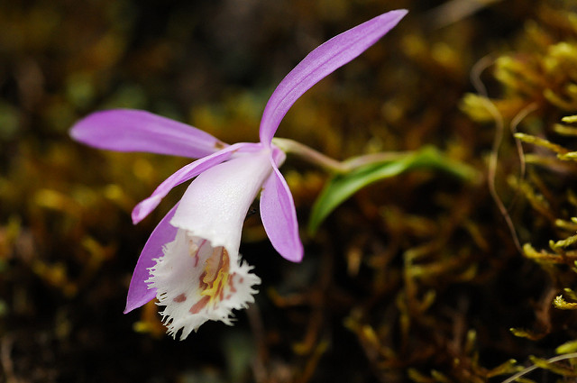 Orchidée de formose (Pleione formosana)