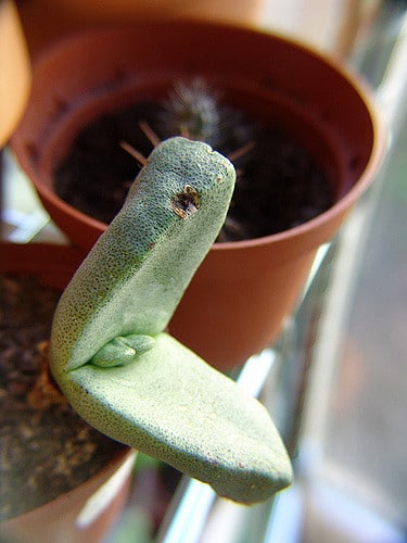 Pleiospilos bolusii
