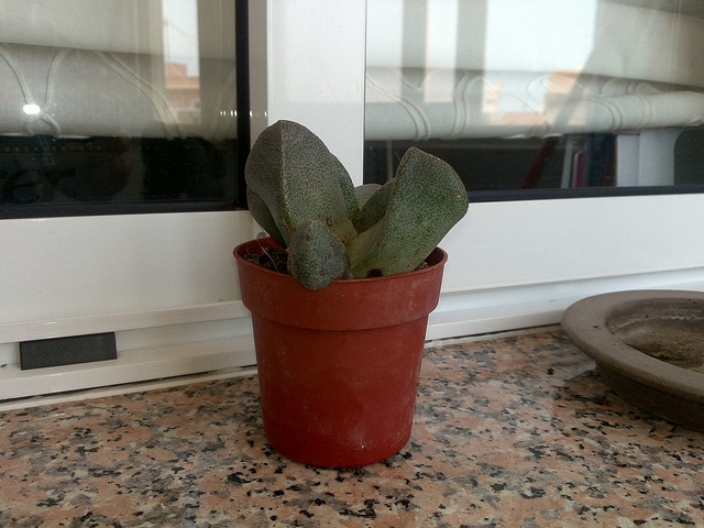 Pleiospilos bolusii