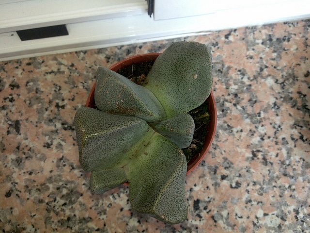 Pleiospilos bolusii