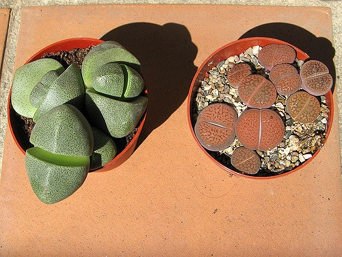 Pleiospilos bolusii