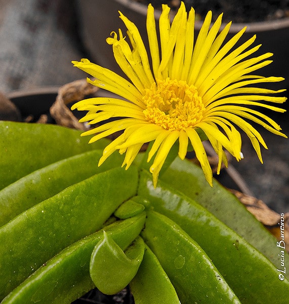 Pleiospilos bolusii