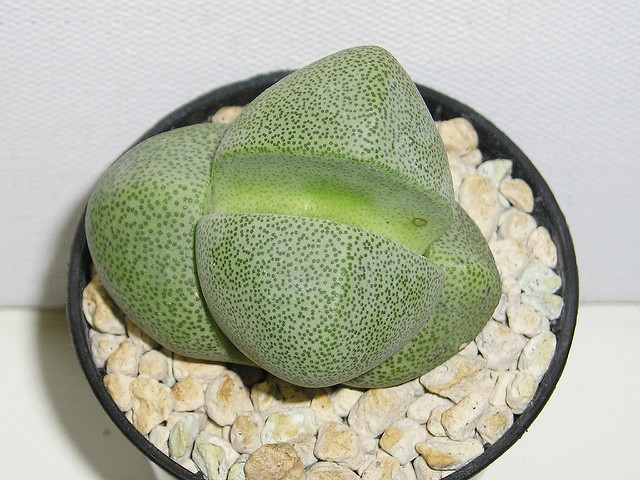 Pleiospilos nelii (Pleiospilos nelii)