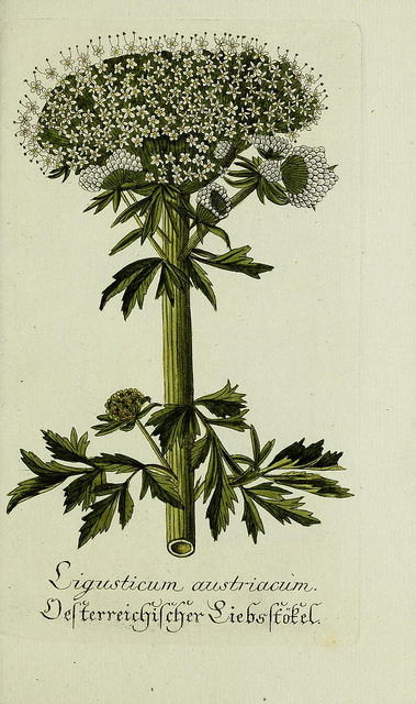 Pleurospermum austriacum