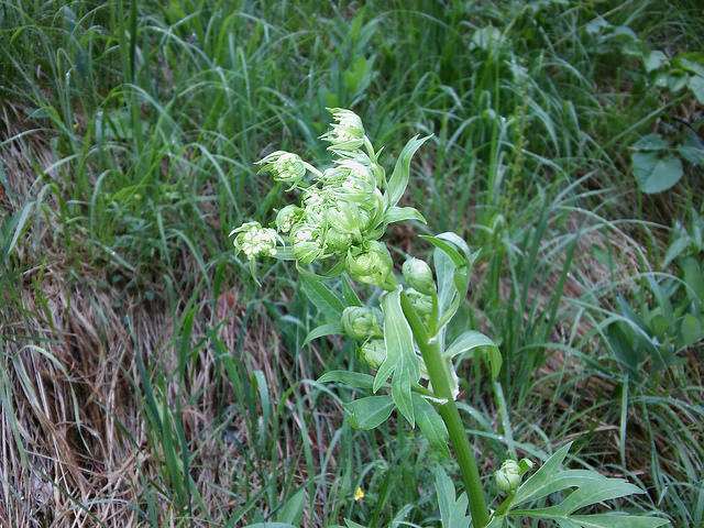 Pleurospermum austriacum