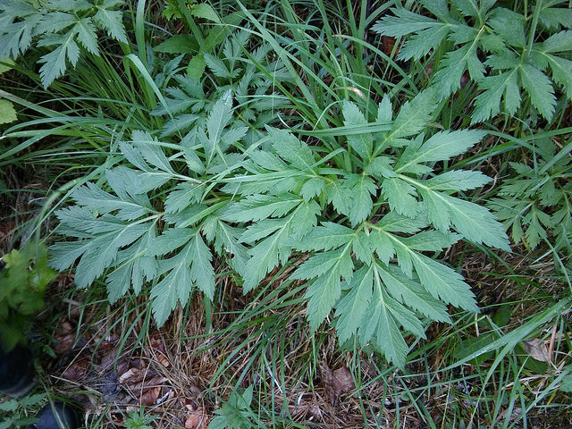 Pleurospermum austriacum