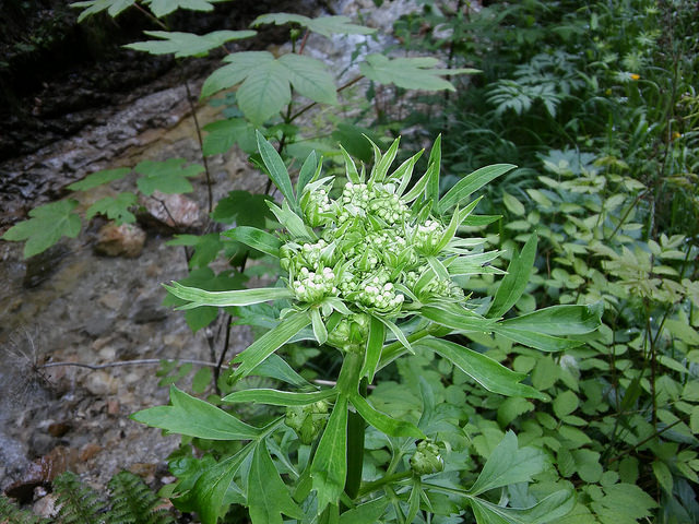 Pleurospermum austriacum