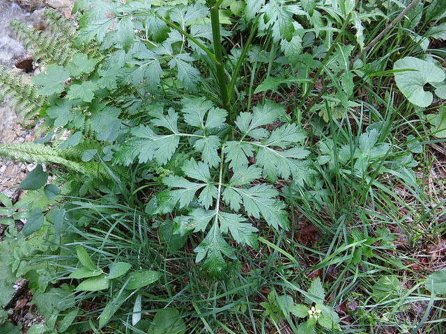 Pleurospermum austriacum (Pleurospermum austriacum)