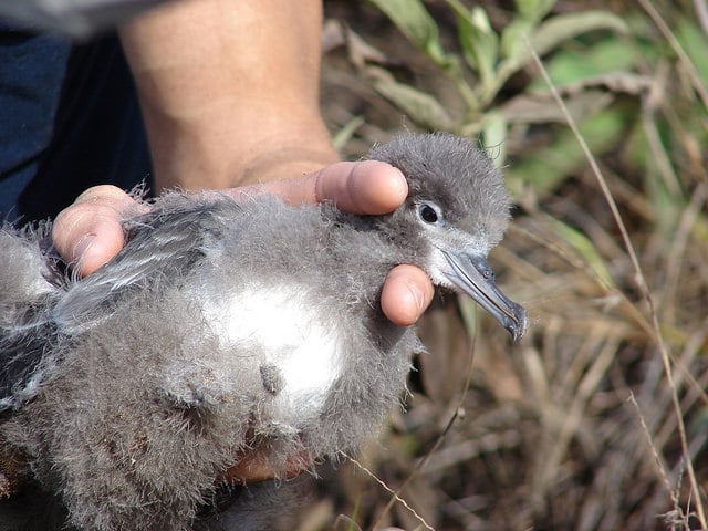 Pluchea carolinensis (Pluchea carolinensis)