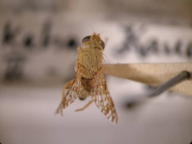 Pluchea carolinensis