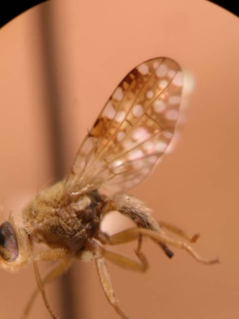 Pluchea carolinensis