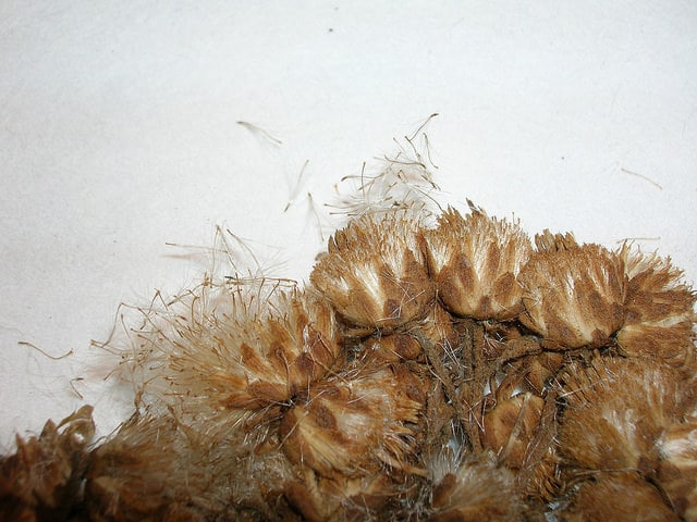 Pluchea carolinensis