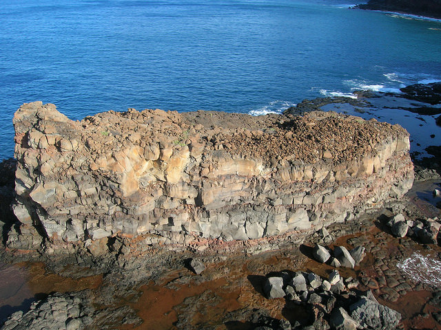 Pluchea carolinensis